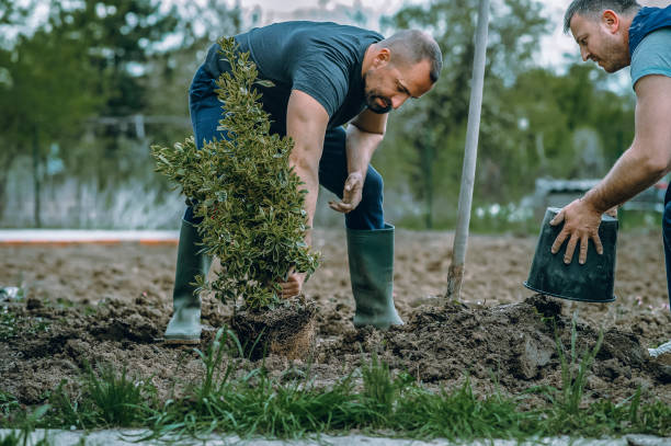 How Our Tree Care Process Works  in  Upper Grand Lagoon, FL