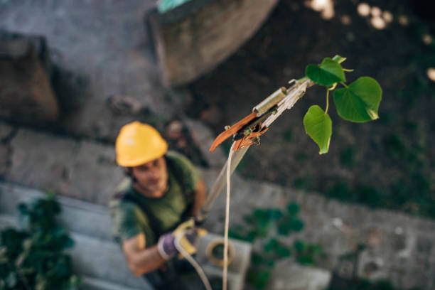 Professional Tree Removal in Upper Grand Lagoon, FL