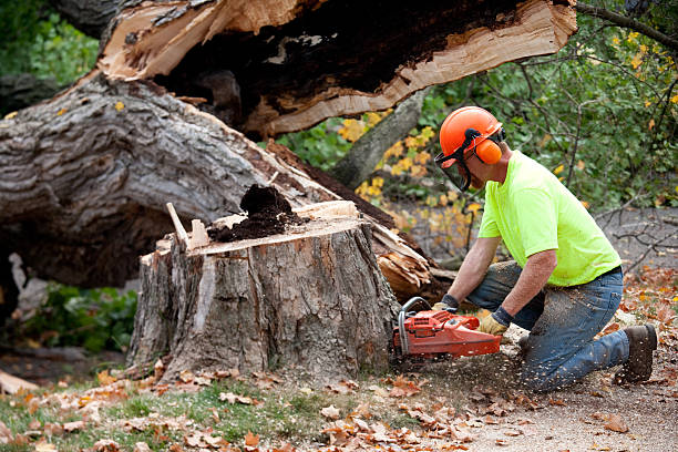 Best Tree Maintenance Programs  in Upper Grand Lagoon, FL